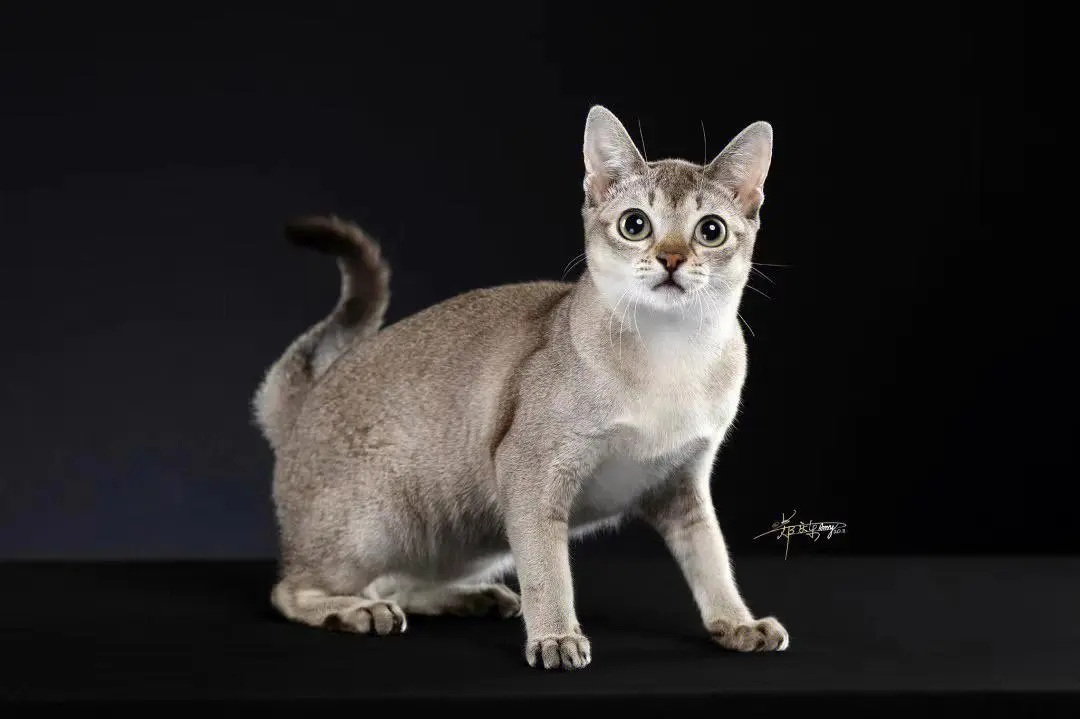 新加坡猫 迷你尺寸的聪明猫咪（新加坡猫有多小）
