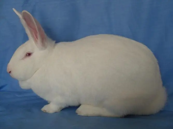 新西兰白兔的饲养特点与寿命（新西兰白兔可以长多大）