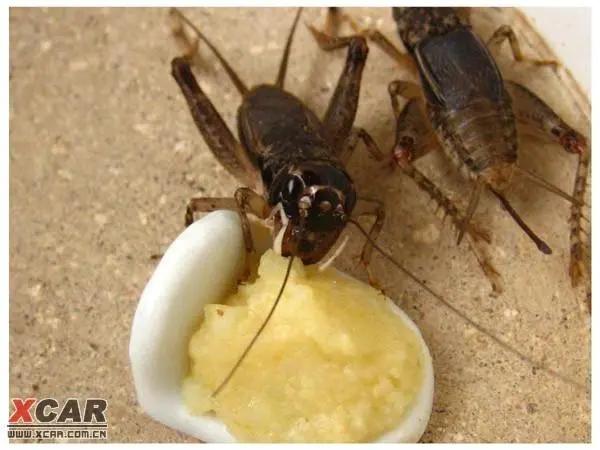 蟋蟀的食物来源和饮食习惯（蟋蟀吃什么）