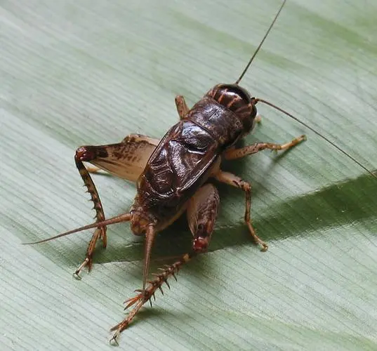 蟋蟀（xīshuài）是一种昆虫，属于直翅目蛐蛐科动物，具有昼夜活动的特点。蟋蟀也是一种广泛存在于全球各