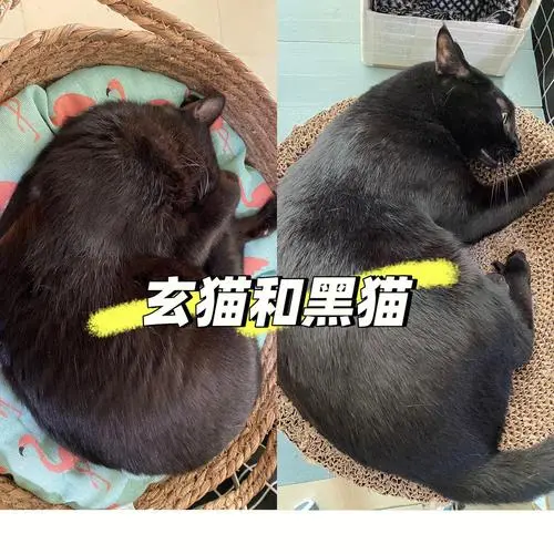 玄猫 VS 黑猫：探索两种神秘猫咪的区别（玄猫和黑猫区别图片）