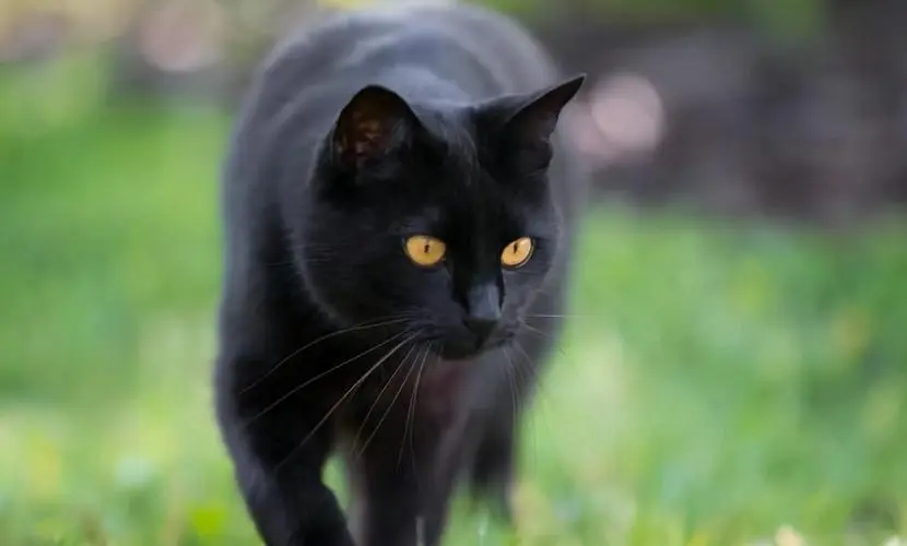 玄猫图片——神秘猫咪的魅力