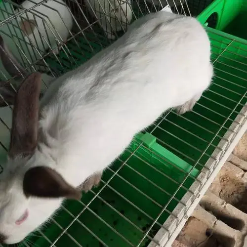 伊拉兔养殖技术 伊拉兔养殖技术视频