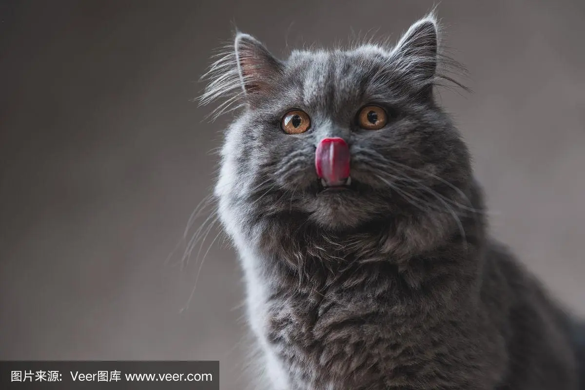 英国长毛猫图片：优雅的灰色美丽（英国长毛猫图片灰色）