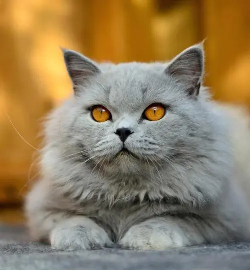 英国长毛猫图片：优雅与豪华的化身（英国长毛猫图片）