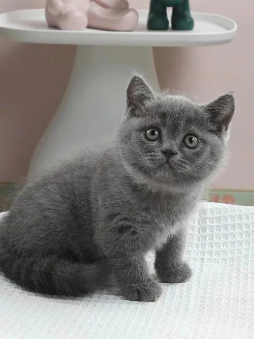 英国短毛蓝猫：一款容易养的优秀宠物（英国短毛猫蓝猫好养吗）