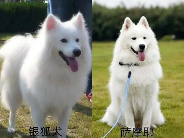 银狐犬和萨摩耶的区别图片对比