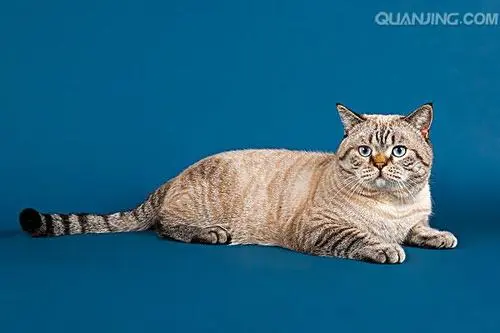 银渐层英文（British Shorthair Silver Tabby）- 英国短毛猫的优雅代表（英国短毛猫银渐层英文）
