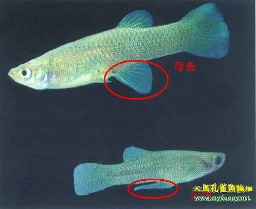 月光鱼图片公母 月光鱼的图片
