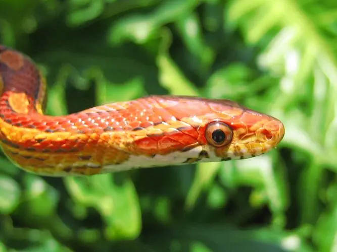 玉米蛇（Corn Snake）是一种常见的非毒蛇品种，属于蛇科蛇属蛇类。它们的特点是色彩丰富、体型适中、性格温