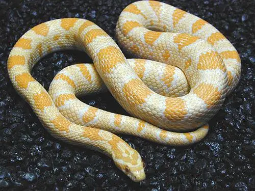 玉米蛇：体型巨大的迷人蛇类生物探秘（玉米蛇能长多大宽）