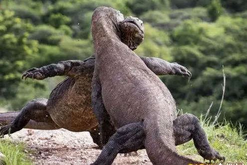 泽巨蜥和科莫多巨蜥：两种神秘的巨型蜥蜴（泽巨蜥和科莫多巨蜥）