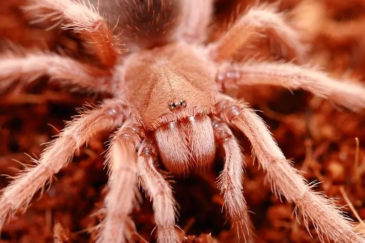 智利火玫瑰蜘蛛挖洞 智利火玫瑰蜘蛛有毒吗