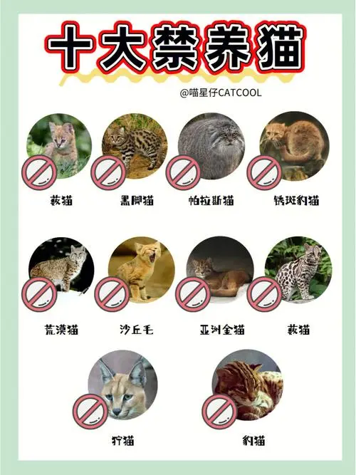 中国禁养的26种猫文件