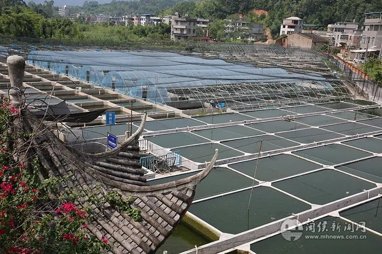 中国金鱼养殖基地在哪里 中国最大的金鱼养殖基地在哪里