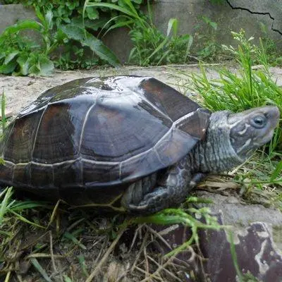 中华草龟是一种常见的爬行动物，属于龟鳖科中的陆龟种类。许多爱宠的主人都希望他们的宠物能够认主，与主人