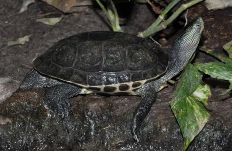 中华草龟（学名：Ocadia sinensis），是陆龟的一种，属于软壳龟科。中华草龟是中国特有的爬行动物，被广泛