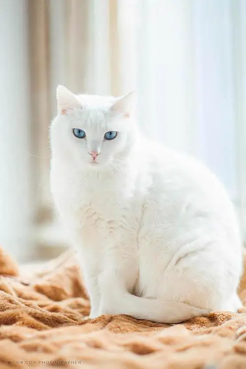 中华田园猫：白色蓝眼睛多少钱？（中华田园猫白色蓝眼睛多少钱）