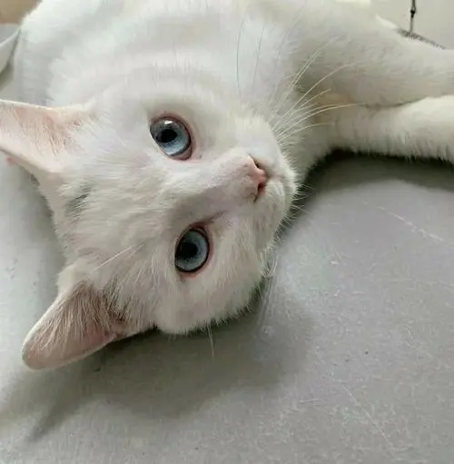 中华田园猫白色蓝眼睛 - 珍贵而迷人的品种（中华田园猫白色蓝眼睛）