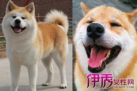 中华田园犬和柴犬：同源但不同品种（中华田园犬和柴犬是不是一个品种）