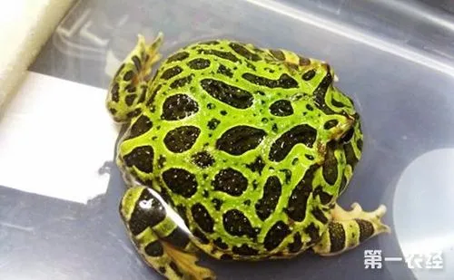 钟角蛙和绿角蛙的区别 绿钟角蛙和绿角蛙的区别