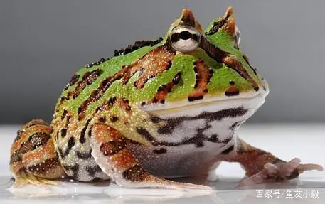 钟角蛙饲养方法 钟角蛙的饲养