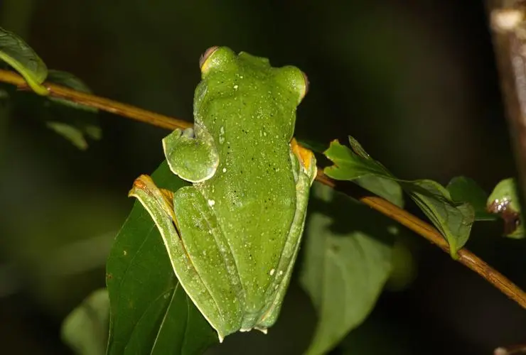 钟角蛙（学名：Rhacophorus ornatus）是一种常见的热带树蛙，也是饲养者们钟爱的一种宠物蛙类。钟角蛙饲养1