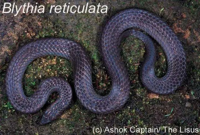 猪鼻蛇（学名：Blythia reticulata）是一种生活在东南亚地区的无毒蛇类。其名字源自独特的外形特征，头部形