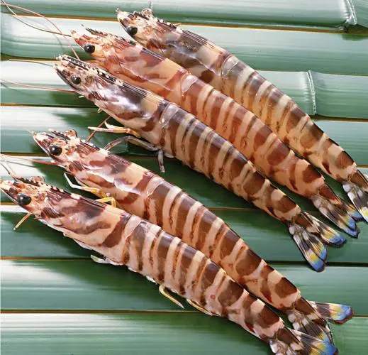 竹节虾和基围虾的区别及竹节虾的介绍（竹节虾和基围虾的区别竹节虾的介绍）