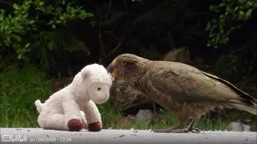 啄羊鹦鹉吃羊视频：维基百科文章（啄羊鹦鹉吃羊视频）
