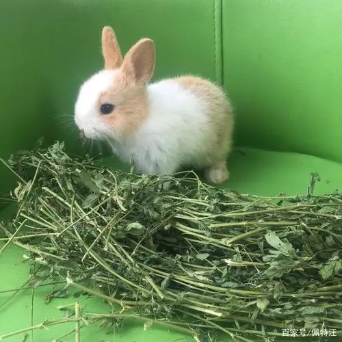 侏儒兔的干草饮食（侏儒兔吃什么干草）
