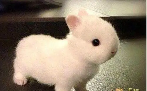 侏儒兔能长多大看寿命 侏儒兔最大能长多大