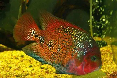紫红火口和红魔鬼鱼：两个独特的淡水生物（紫红火口和红魔鬼鱼）