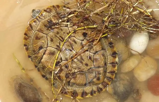 巴西龟能长多大？这是科学家最新研究发现的惊人答案！