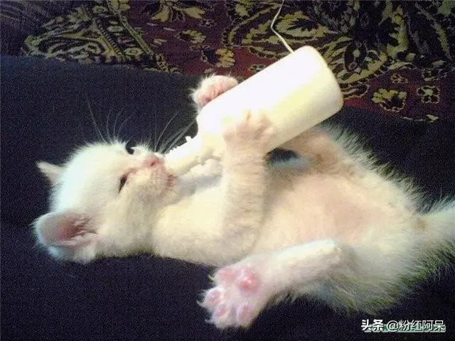 标题：猫咪能喝牛奶吗？—真相揭秘