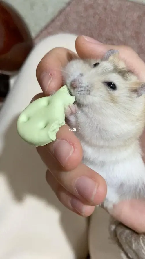 仓鼠磨牙：探索可爱小宠物的咬力之谜