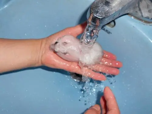 仓鼠能不能洗澡？
