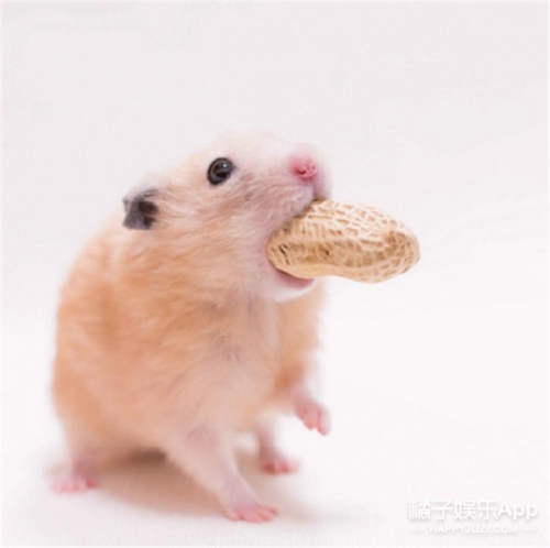 仓鼠能吃大米吗？——揭开迷人小动物的饮食秘密