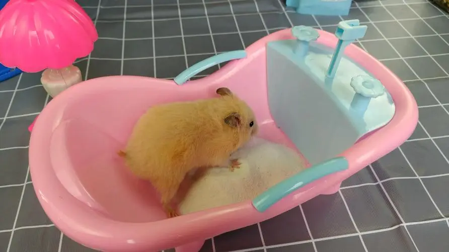 仓鼠要洗澡吗？