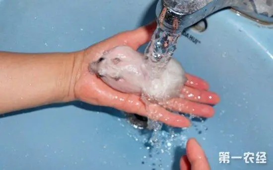仓鼠用什么洗澡？探究仓鼠洗澡的方法与注意事项