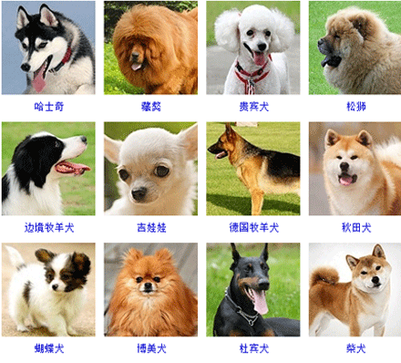 宠物狗排行榜前十名图片