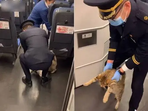 宠物能上高铁吗？