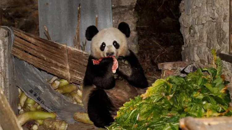 大熊猫吃肉吗？