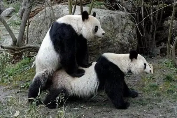大熊猫享用美味肉食：熊猫外交的美好时刻