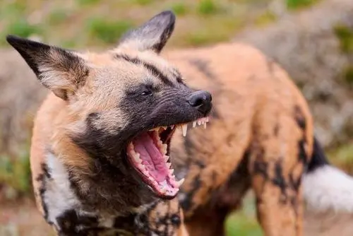 吠叫的力量：狗狗的表达与沟通方式