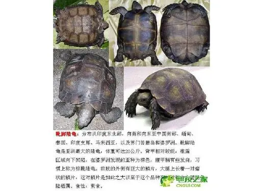 各种陆龟品种介绍及饲养方法