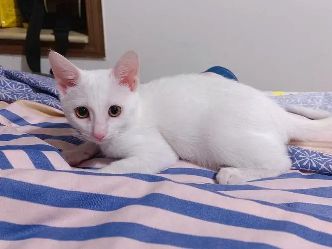 公猫小白：一只威武霸道的猫咪