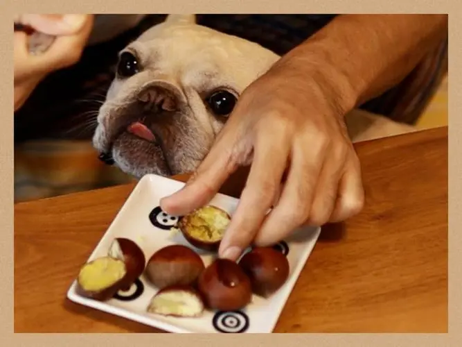 狗吃板栗：宠物犬在秋日的美味享受