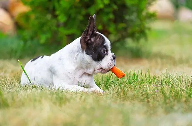 狗吃胡萝卜：营养与喂养的关键