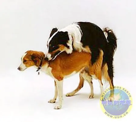 狗的繁殖：了解犬类生殖及繁殖技巧